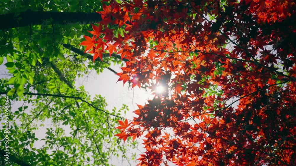 Slow motion sakura branches leaves with light breeze in spring, on a sunny day Slow motion sakura branches leaves with light breeze in spring, on a sunny day