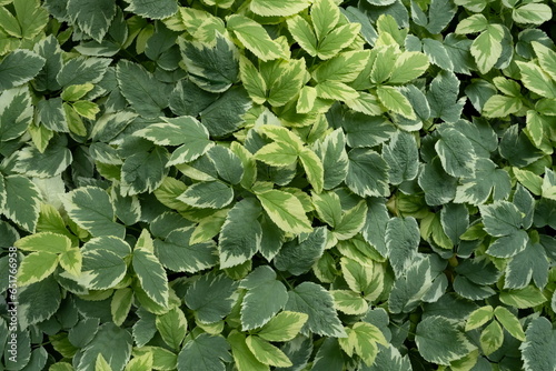 Wallpaper Mural Ivy Torontodigital.ca