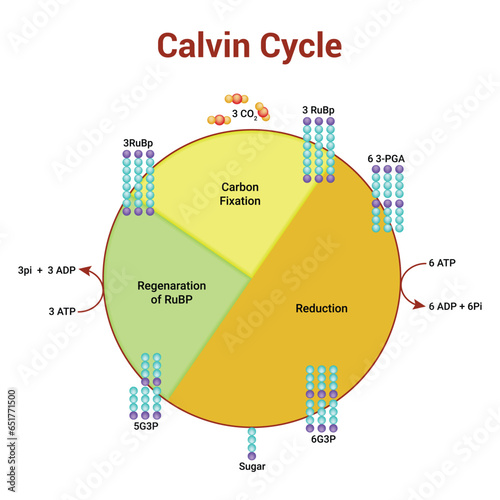 Calvin Cycle Science Vector Design Illustration photo
