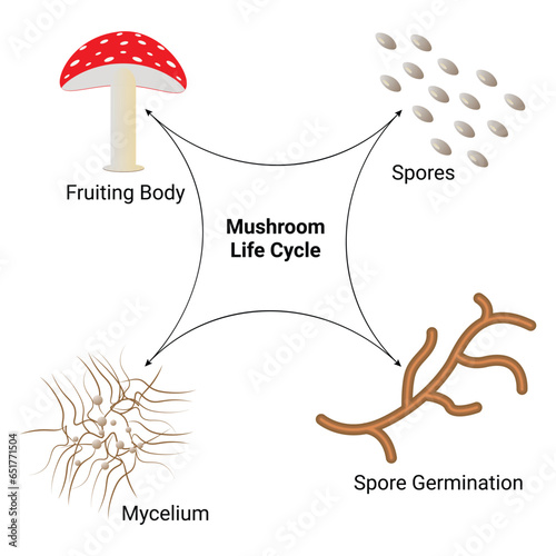 Mushroom Life Cycle Science Design Vector Illustration