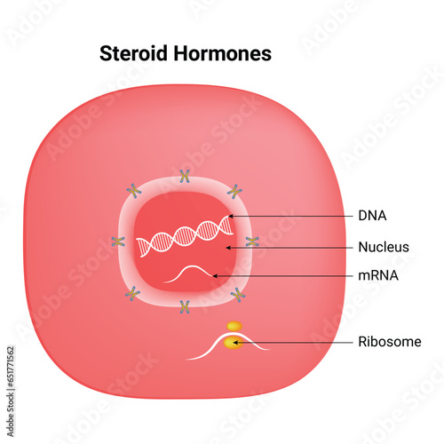 Steroid Hormones Science Design Vector Illustration
