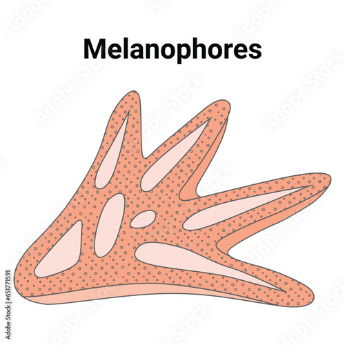 Melanophores Science Vector Design Illustration