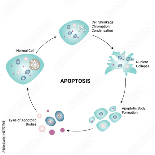 Apoptosis Science Design Vector Illustration