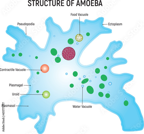 Structure of Ameoba Science Design Vector Illustration