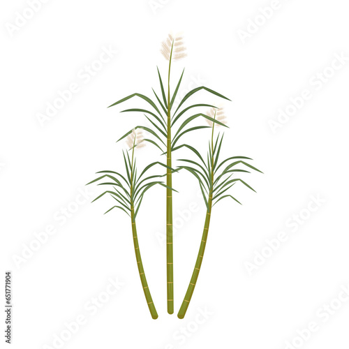 Sugarcane Plant Illustration Logo