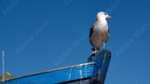 Yellow-legged gull (Larus michahellis) perched on the bow or an artisanal fishing boat at the port in Essaouira, Morocco © Angela