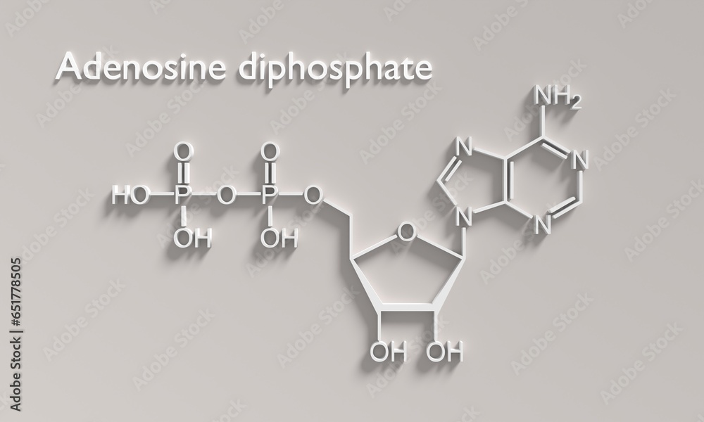 ADP or adenosine diphosphate molecular structure. DNA and RNA building