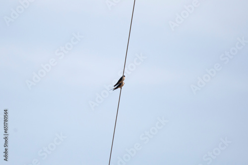 Barn Swallows on a Wire
