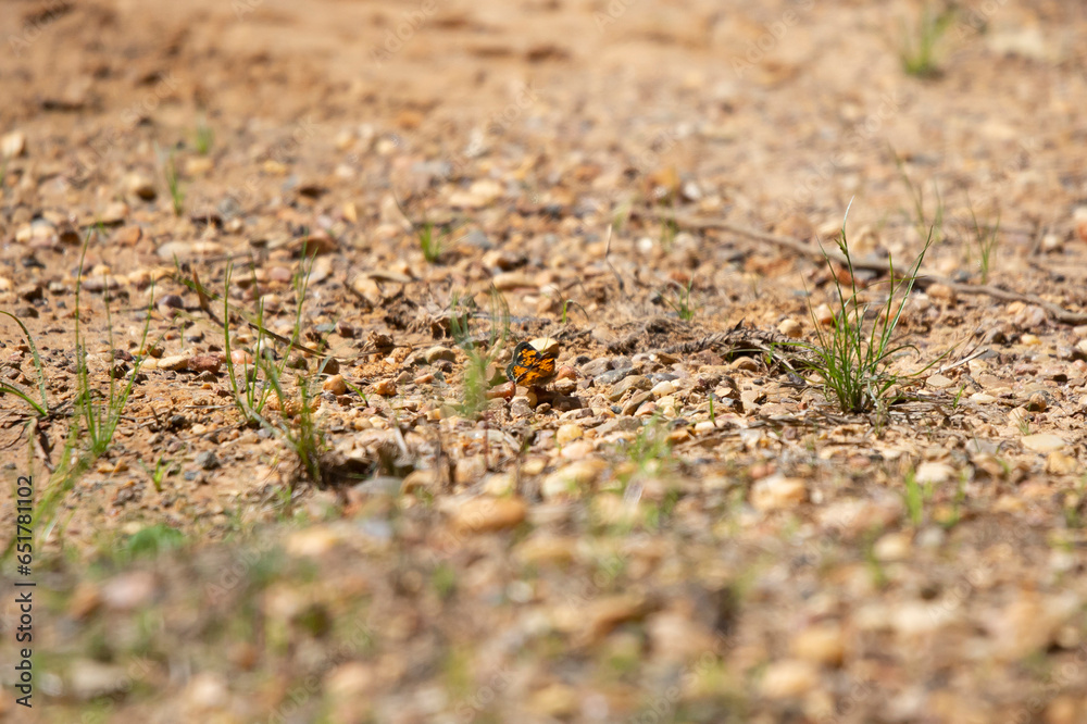 Pearl Crescent Butterfly
