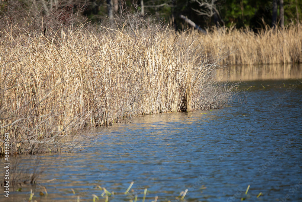 Fototapeta premium Foliage at the Lake Shore