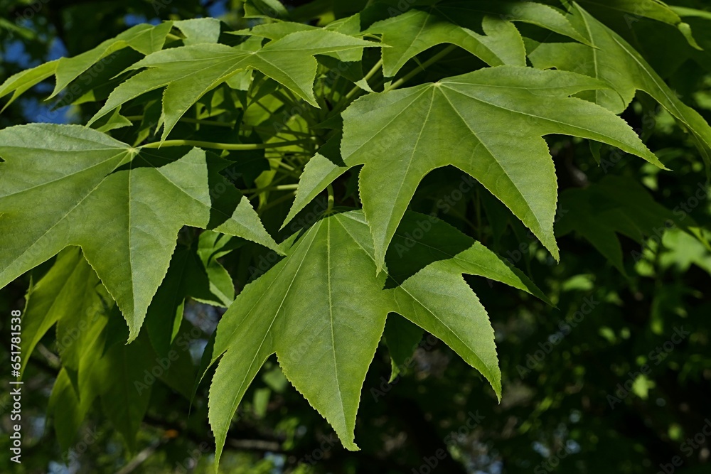 Five lobed leaves of Castor Aralia tree, also called Tree Aralia, latin name Calopanax Pictus, sunlit by spring afternoon sunshine.  - obrazy, fototapety, plakaty 