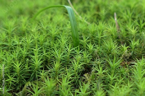 Dense foliage of spring Haircap Moss plants, latin name Polytrichum Communie, with some blades of grass growing out.  photo