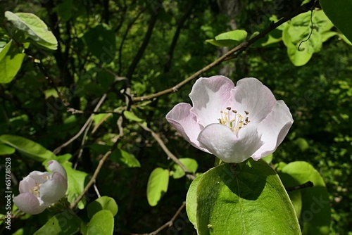 Blossoming pink to white flower of Quince tree, latin name Cydonia Oblonga, blossoming on branch tip in late may spring season, sunlit by daylight sunshine. photo