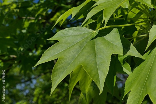 Green five lobed leaves of Castor Aralia tree, also called Tree Aralia, latin name Calopanax Pictus, sunlit by spring afternoon sunshine. Shallow lobed leaves are similar to maple tree leaves. 