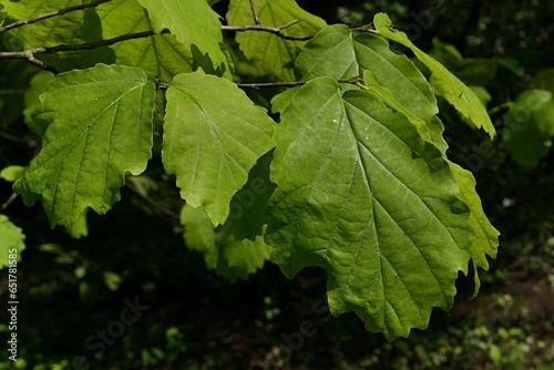 Green mature spring leaves of Witch Hazel deciduous shrub, latin name Hamamelis Virginiana, sunlit by daylight sunshine, early may season.  photo