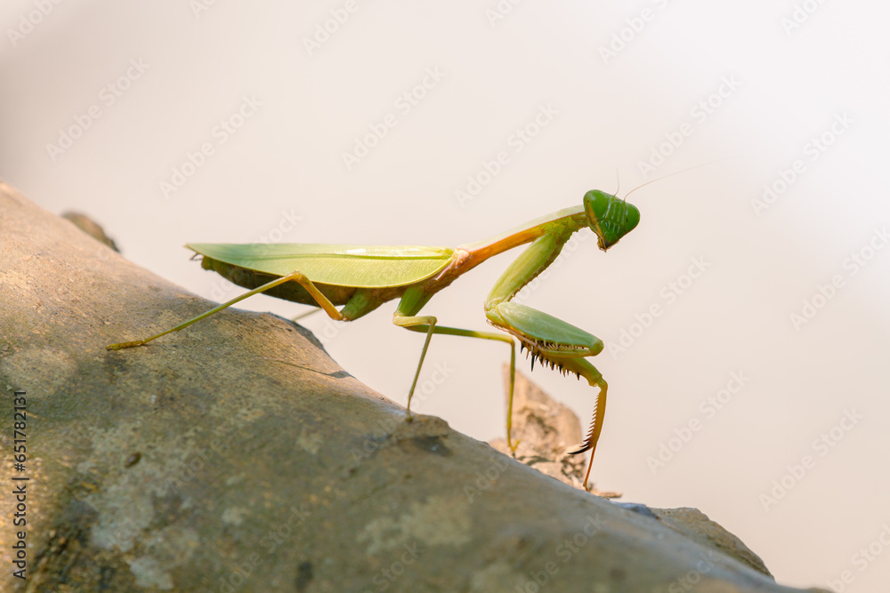 Praying Mantis (Mantodea) animal closeup, (Belalang Sembah) Praying Mantis (Mantodea) animal closeup, (Belalang Sembah)