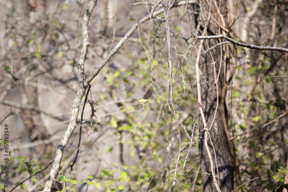 Fototapeta premium Ruby-Crowned Kinglet in Flight