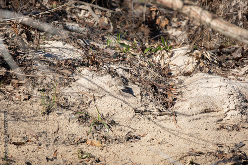 Yellow-Rumped Warbler