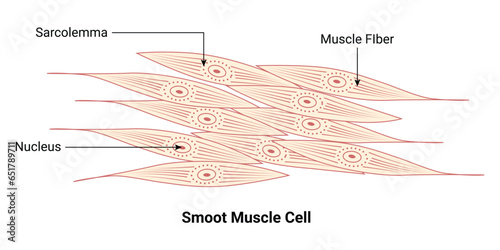 Smoot Muscle Cell Vector Illustration