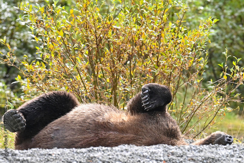 A large Brown Bear (Ursus arctos) sleeps off a recent meal of sockeye salmon in Crescent Lake, in the heart of the Chigmit Mountains, part of Lake Clark National Park and Preserve, Alaska. photo