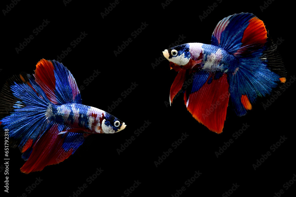 Fototapeta premium Betta fish Halfmoon long tail, short tail, Crowntails and Dumbo from Thailand [Siamese fighting fish] on isolated Black background.