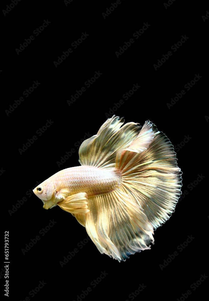 Betta fish Halfmoon long tail, short tail, Crowntails and Dumbo from Thailand [Siamese fighting fish] on isolated Black background.