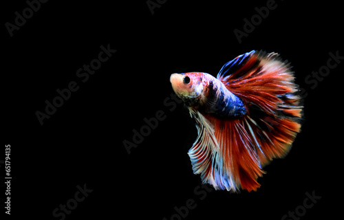 Betta fish Halfmoon long tail, short tail, Crowntails and Dumbo from Thailand [Siamese fighting fish] on isolated Black background. photo