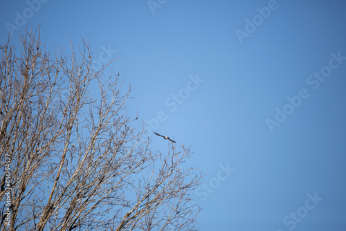 American Kestrel Flying over Trees