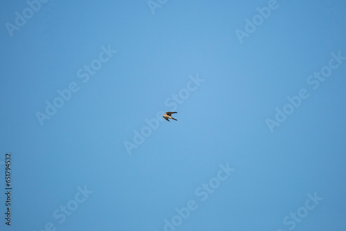 American Kestrel in Flight
