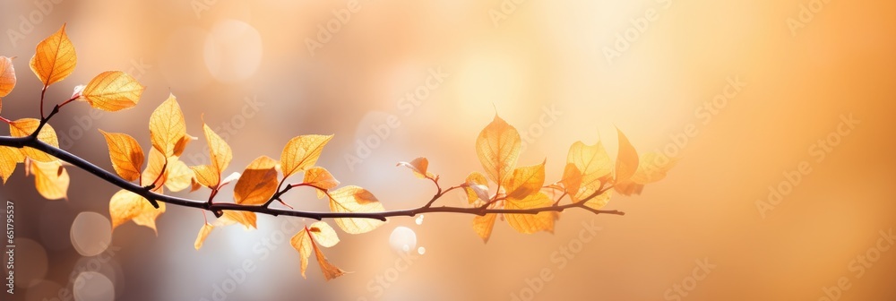 Golden glowing autumn background with fall maple leaves. Seasonal colors changing in sunlight bokeh wallpaper. Halloween decoration tree. Golden glowing autumn background with fall maple leaves. Seasonal colors changing in sunlight bokeh wallpaper. Halloween decoration tree.