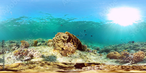 Tropical fishes and coral reef at diving. Underwater world with corals and tropical fishes. Philippines. Virtual Reality 360.