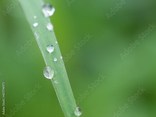 several drops of water perched on a blade of grass