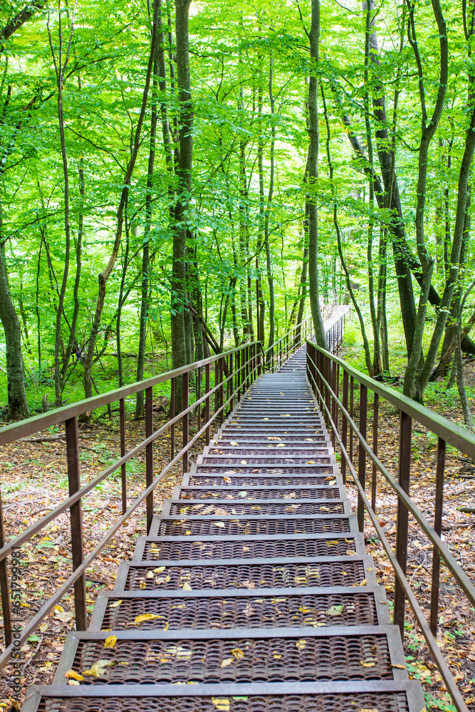 Fototapeta premium Paths in the forest part of the park, fallen yellow.leaves are a sign of the coming autumn.