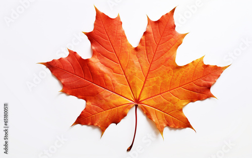 Autumn maple leaf on white background