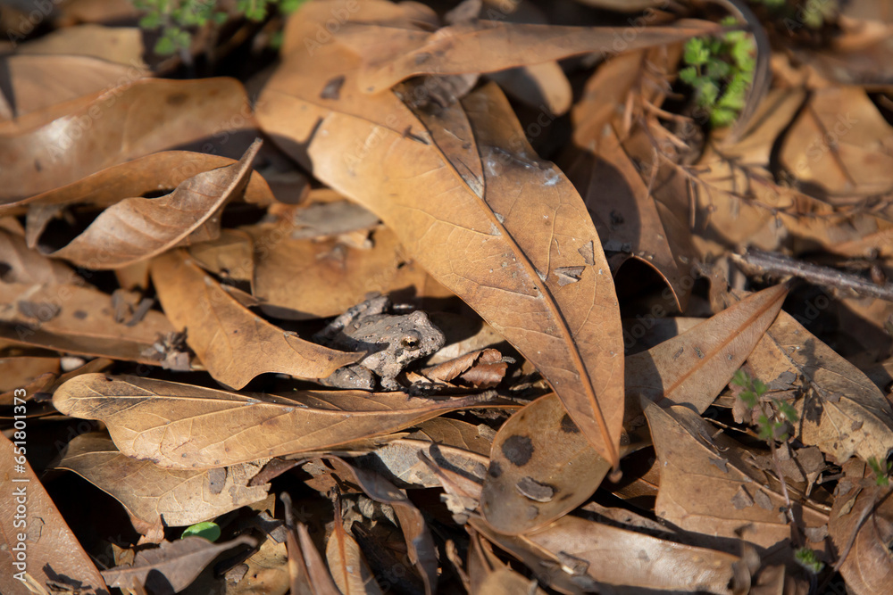 Fototapeta premium Northern Cricket Frog