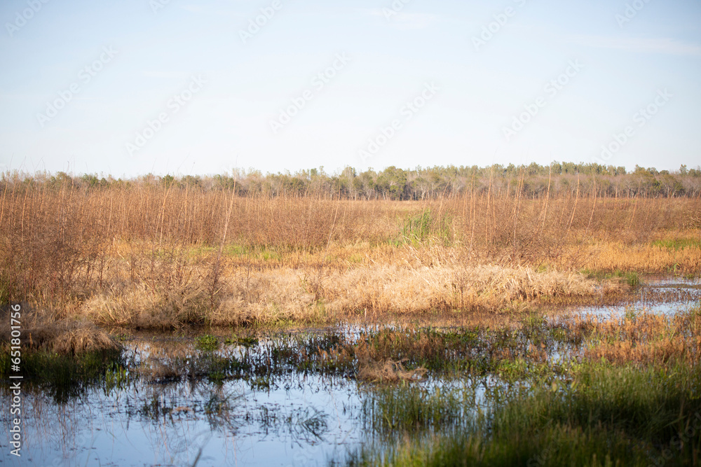 Duck Impoundment Duck Impoundment