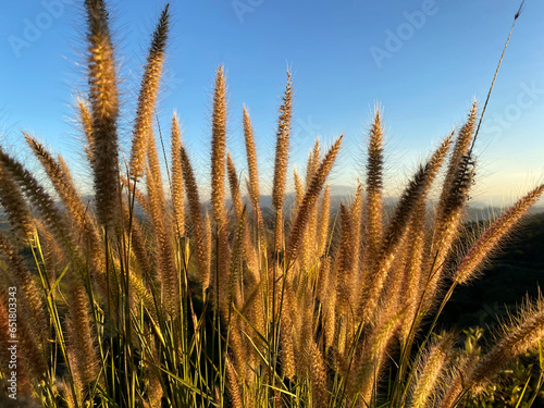 A grass flower in front of light blue sky and white cloudy with sunshine of sunset. Color shade of nature background