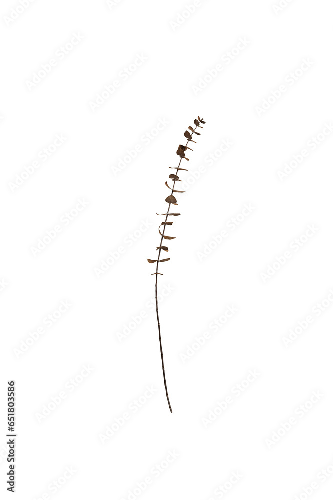 Single Eucalyptus Branch with Brown Leaves (Transparent Background) Single Eucalyptus Branch with Brown Leaves (Transparent Background)