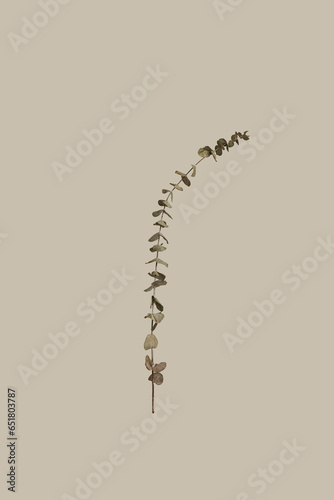 Single Eucalyptus Branch with Green Leaves
