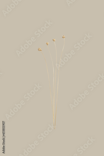Set of Dried Tall Grass Stems with Flower Blooms