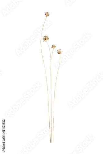 Set of Dried Tall Grass Stems with Flower Blooms (Transparent Background)
