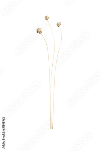 Set of Dried Tall Grass Stems with Flower Blooms (Transparent Background)
