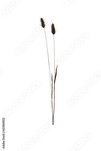 Set of Dried Brown Foxtail Grass Stems (Transparent Background)
