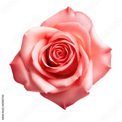 Beautiful pink rose isolated on white background