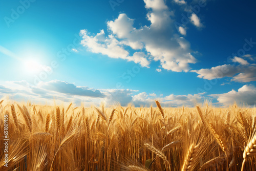wheat field on a sunny day © Salawati