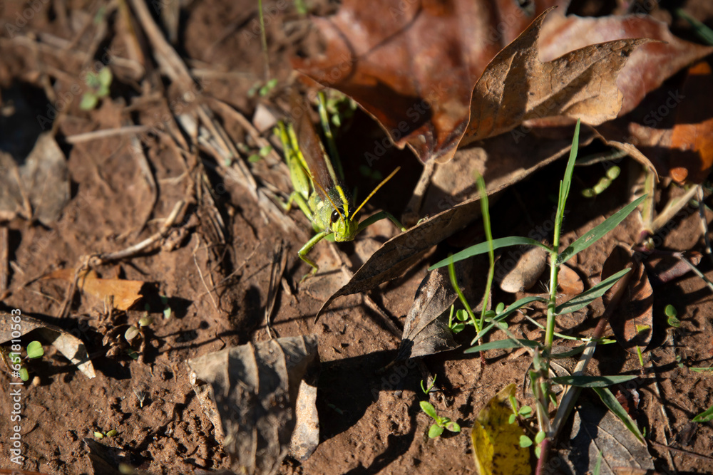 Obscure Bird Grasshopper
