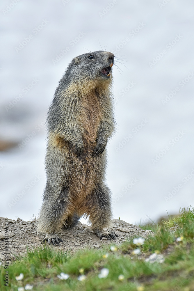 Cute alpine marmot or groundhog (Marmota marmota) standing in a snowy meadow with some grass and white flowers, wistling after ibernation on springtime, Alps Mountains, Italy.