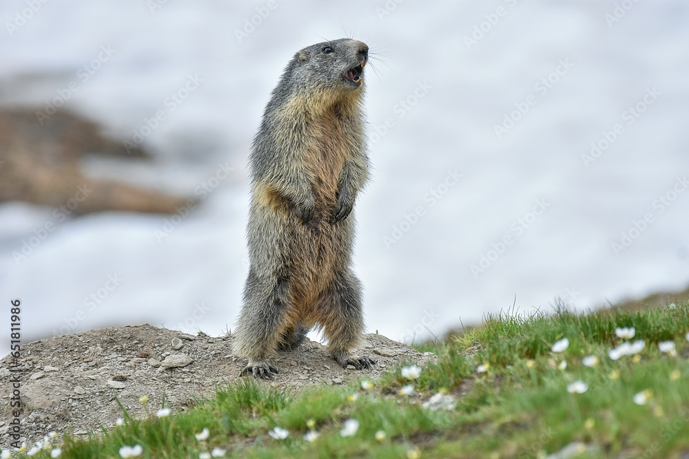 Cute alpine marmot or groundhog (Marmota marmota) standing on its leg in a snowy meadow with some grass and white flowers, wistling after ibernation on springtime, Alps Mountains, Italy.