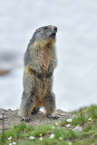 Obraz na płótnie Cute alpine marmot or groundhog (Marmota marmota) standing in a snowy meadow with some grass and white flowers, wistling after ibernation on springtime, Alps Mountains, Italy. w salonie