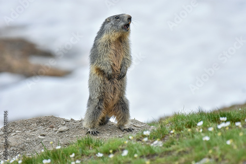 Obraz na płótnie Cute alpine marmot or groundhog (Marmota marmota) standing on its leg in a snowy meadow with some grass and white flowers, wistling after ibernation on springtime, Alps Mountains, Italy. w salonie